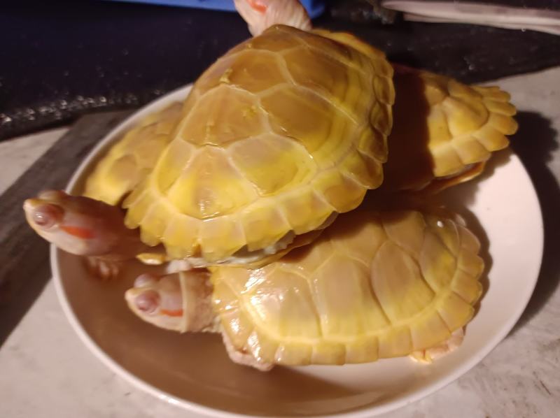 黄金巴西，变异巴西，白化巴西，龟巴西龟，白化巴西碌