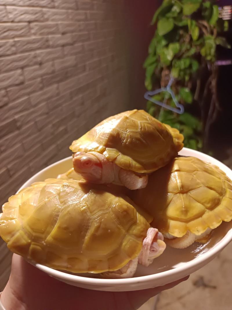 黄金巴西，变异巴西，白化巴西，龟巴西龟，白化巴西碌
