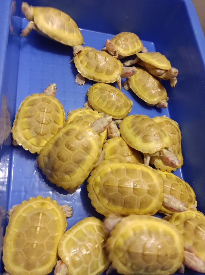 黄金巴西，变异巴西，白化巴西，龟巴西龟，白化巴西碌