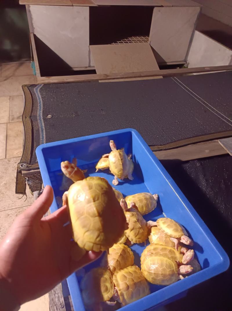 黄金巴西，变异巴西，白化巴西，龟巴西龟，白化巴西碌
