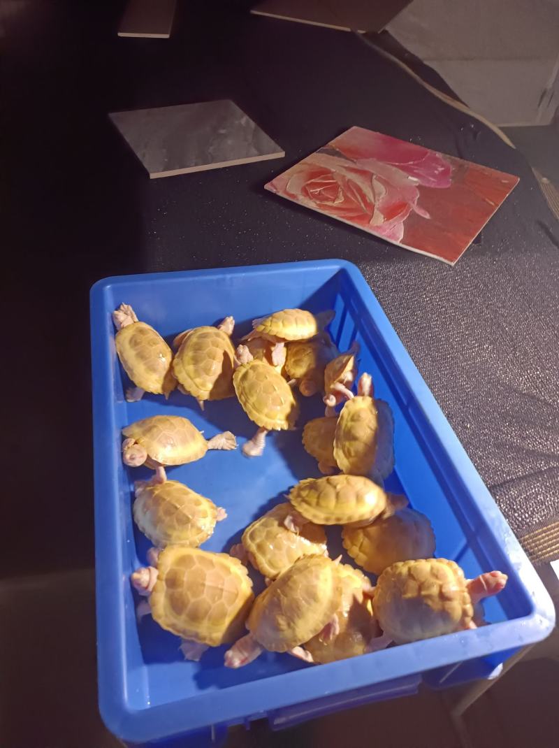 黄金巴西，变异巴西，白化巴西，龟巴西龟，白化巴西碌