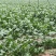 山东省邹平市台子镇菠菜基地10万斤菠菜出售
