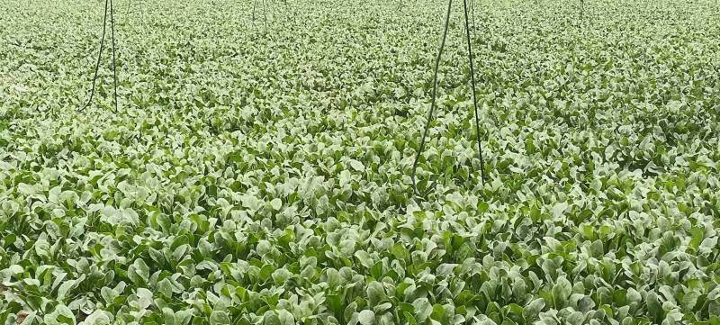 山东省邹平市台子镇菠菜基地10万斤菠菜出售