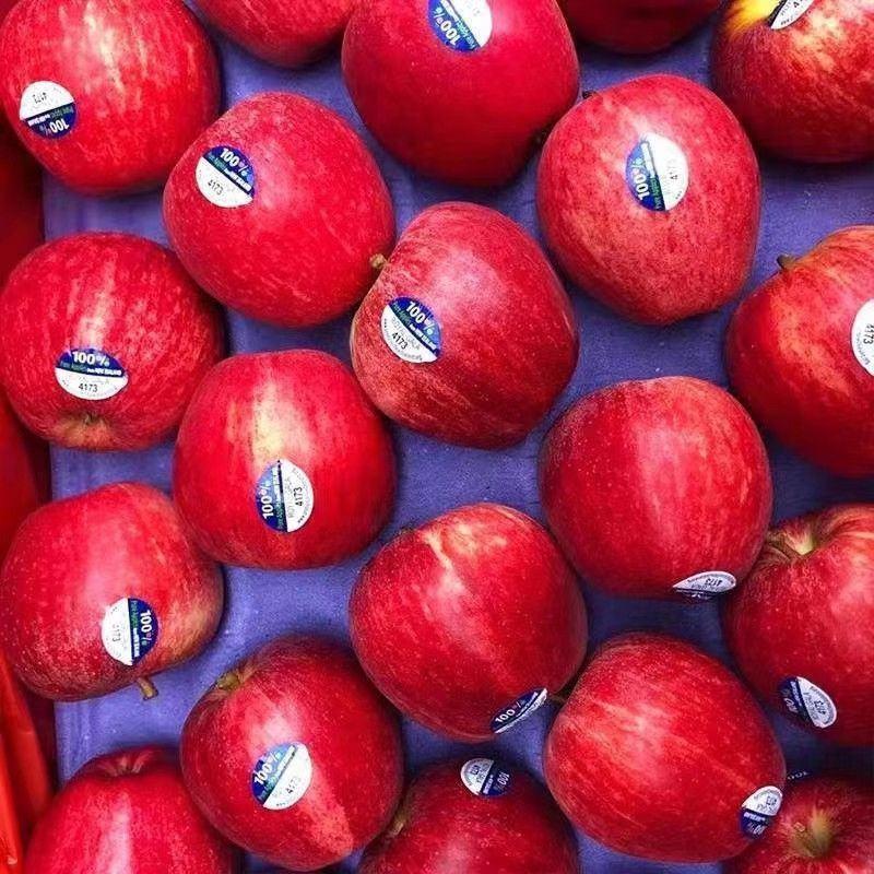 新西兰进口苹果嘎啦果gala加力果皇家姬娜果当季脆甜苹果