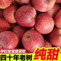 老树秦冠脆甜苹果新鲜水果粉面沙香甜5斤带箱9斤苹果