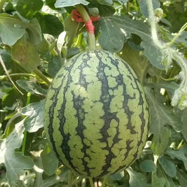 珍珠红西瓜