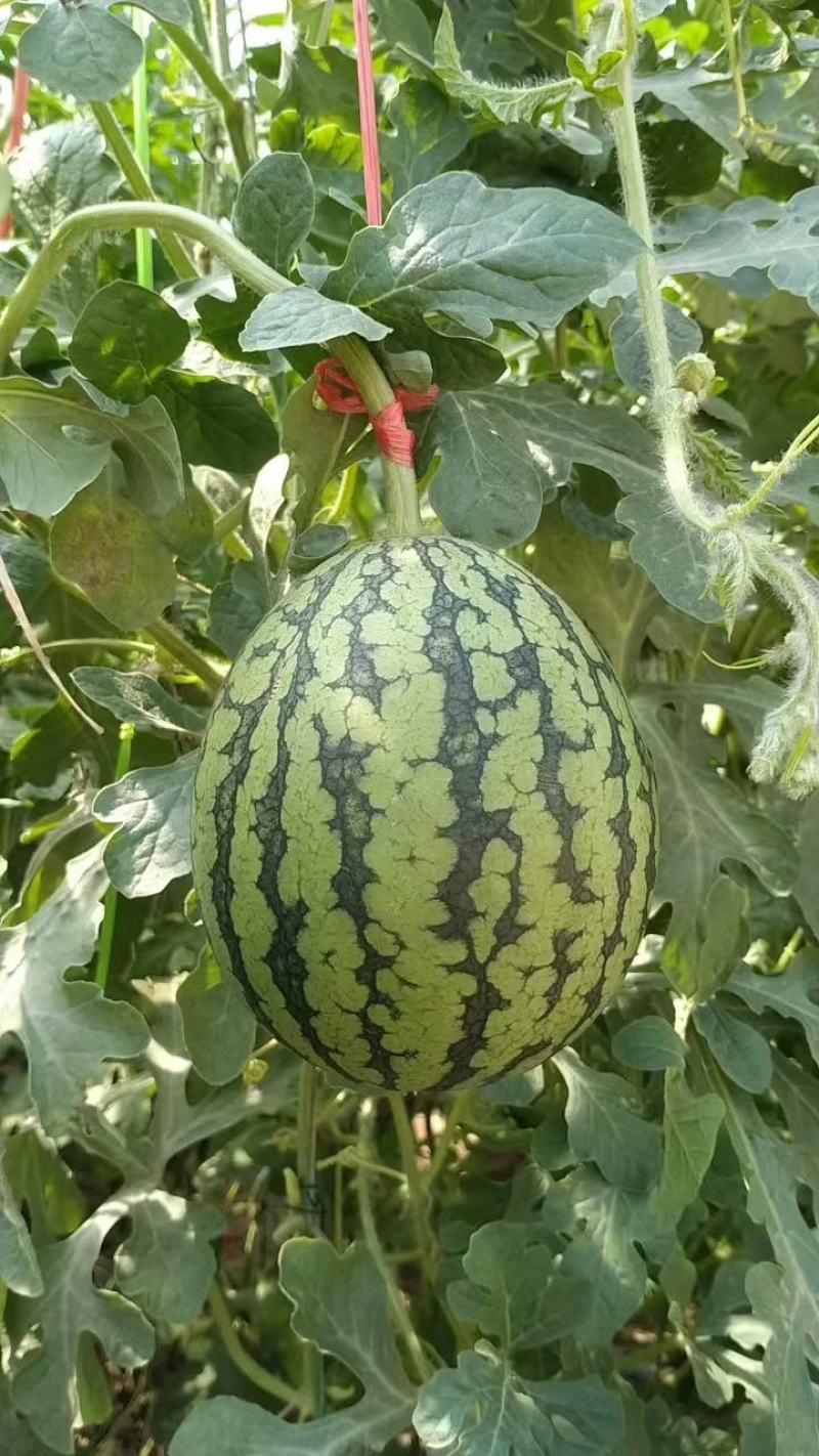 珍珠红西瓜