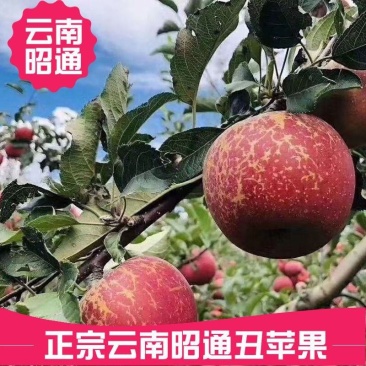云南昭通冰糖心丑苹果新鲜水果当季富士脆甜孕妇小孩食苹果
