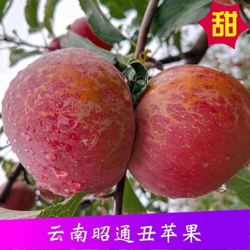 云南昭通冰糖心丑苹果新鲜水果当季富士脆甜孕妇小孩食苹果