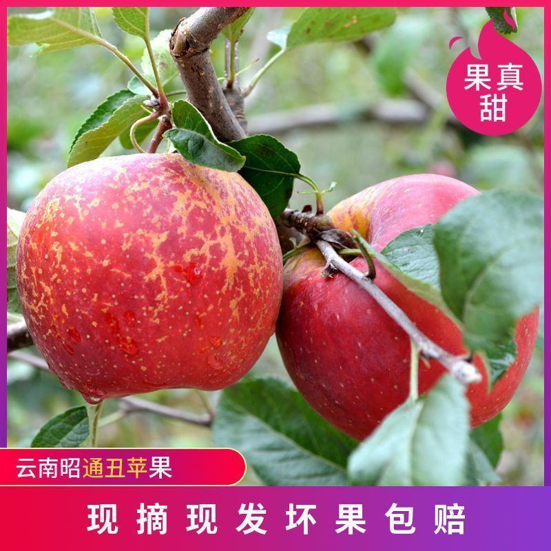 云南昭通冰糖心丑苹果新鲜水果当季富士脆甜孕妇小孩食苹果