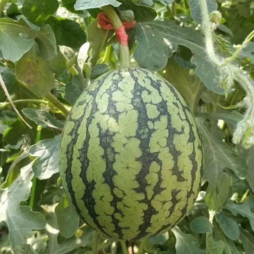 珍珠红西瓜
