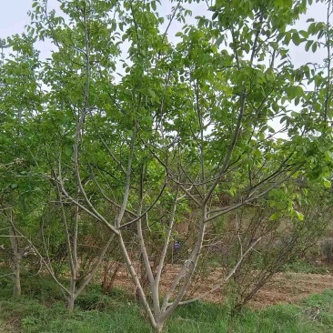 核桃树