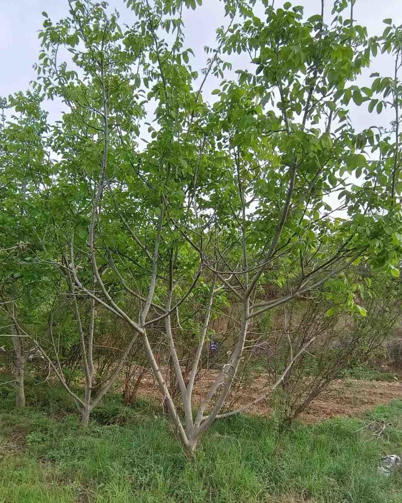 核桃树