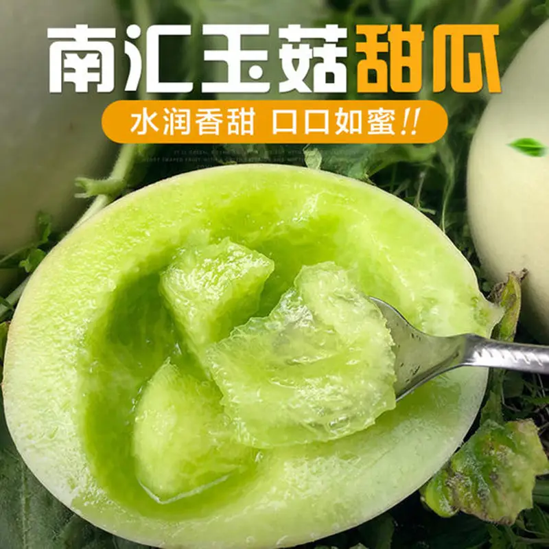 南汇玉菇大量上市，可一件代发，欢迎各位采购商、电商来合作