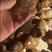 山东毛芋头红土产地直发，保证质量，货源充足，保质保量！