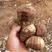 山东毛芋头红土产地直发，保证质量，货源充足，保质保量！