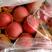 河北红富士苹果，纸袋，膜袋，大小都有的各种型号