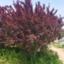 大量紫叶李8-10厘米