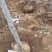 大量紫叶李8-10厘米