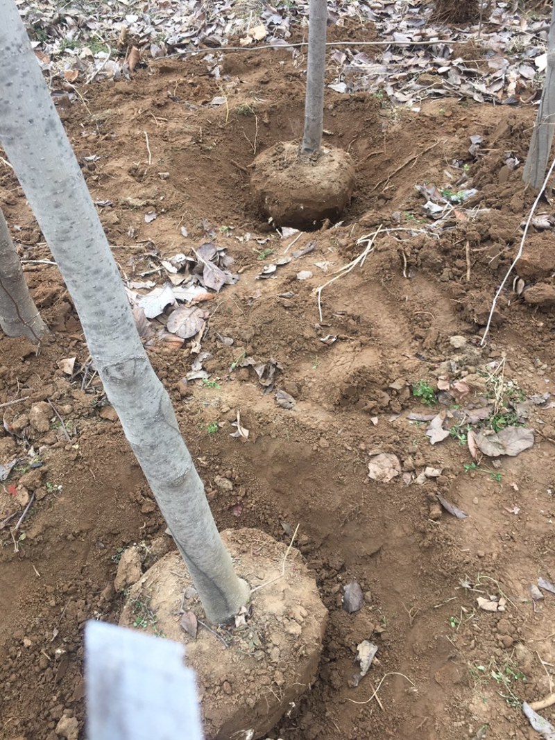 大量紫叶李8-10厘米