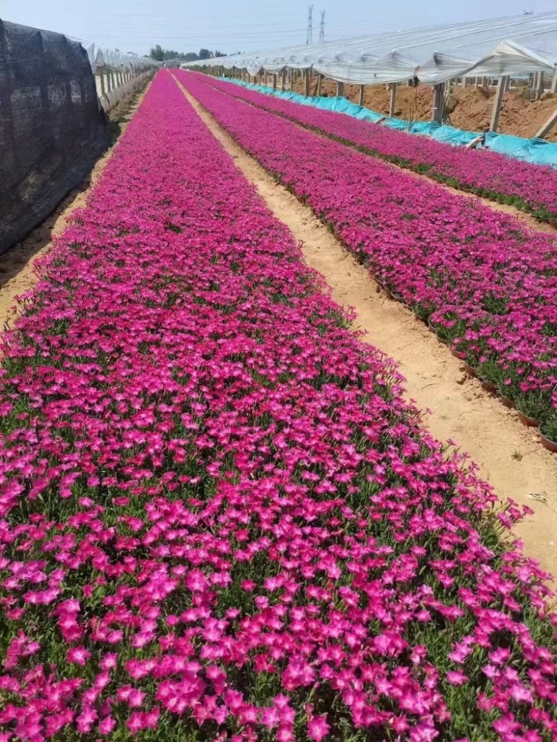 欧石竹，花海用苗，自家苗圃，量大从优，诚信经营，各种规格
