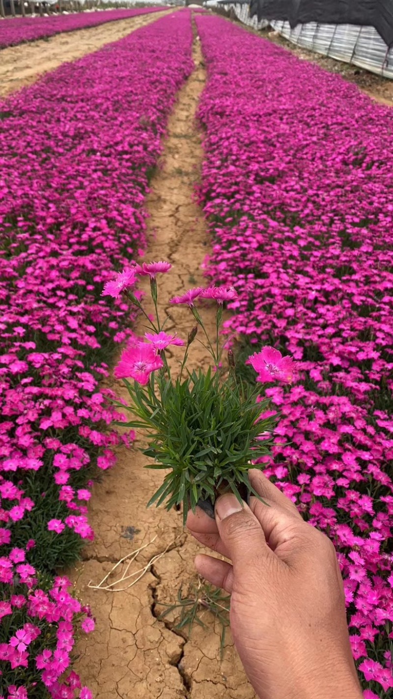 欧石竹，花海用苗，自家苗圃，量大从优，诚信经营，各种规格