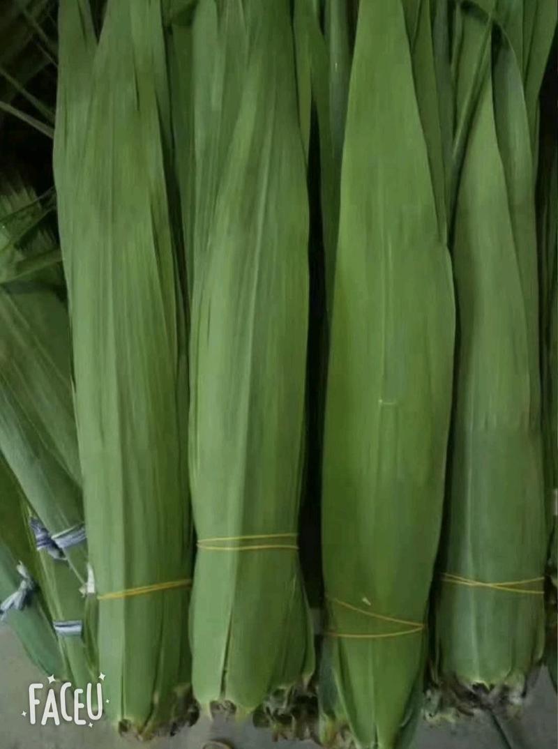 粽叶苇叶芦苇江苏基地供货，产量大，品质优，对接各地市场