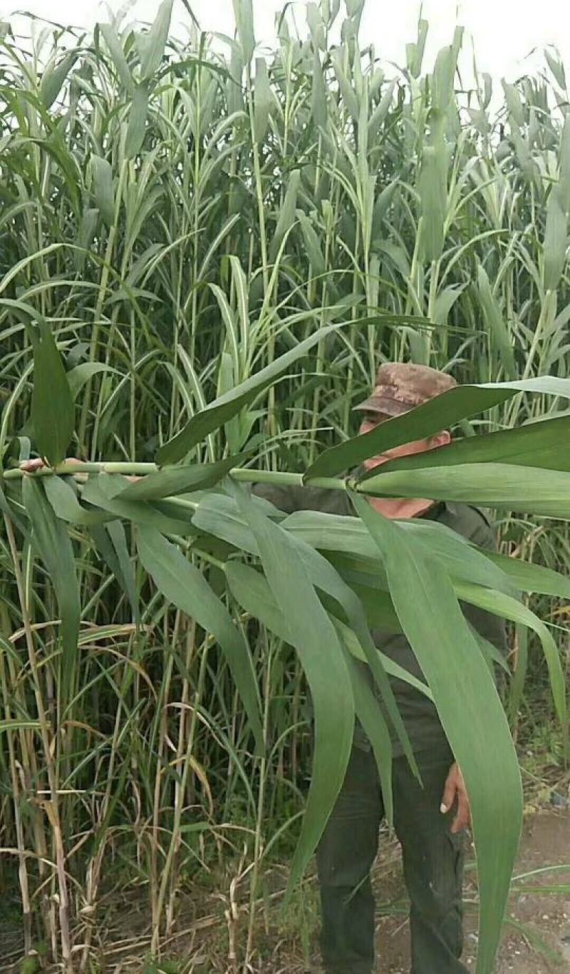 粽叶苇叶芦苇江苏基地供货，产量大，品质优，对接各地市场