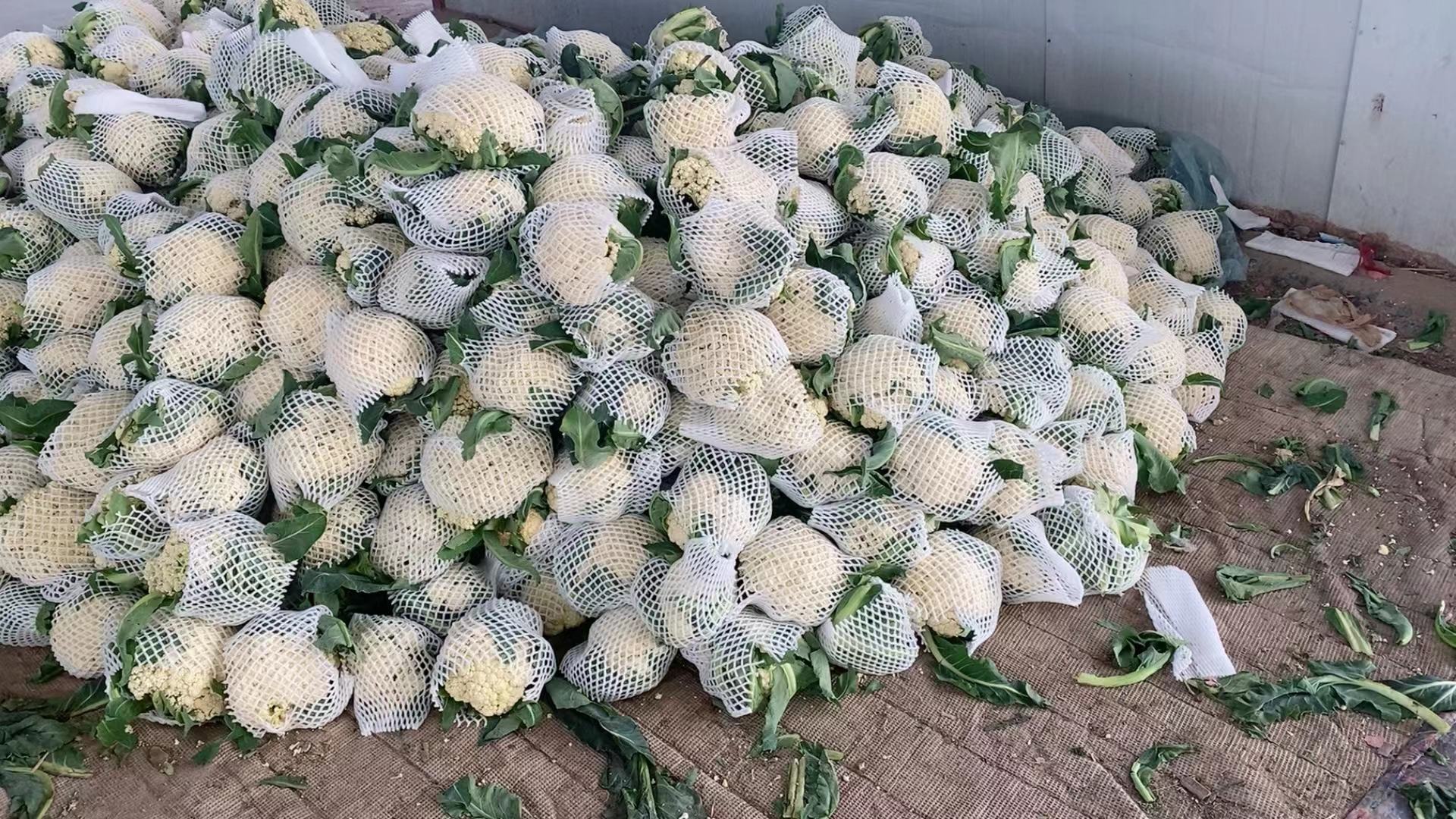 白面青梗松花菜在批发市场进行标准化装箱,准备发往各大城市 白面青梗松花菜在批发市场装箱运输