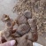 野黄精块茎，中大小个头选货，去根须