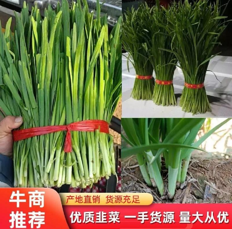聊城东昌府区韭菜平韭6号韭菜大量上市质量好价格低