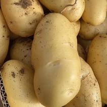 精品黄心土豆货源充足质优价廉对接批发全国发货