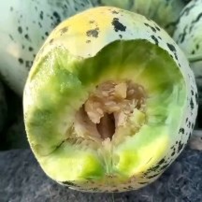 优质小甜瓜大量上市质量好，价格低，货源充足，质量保证代发