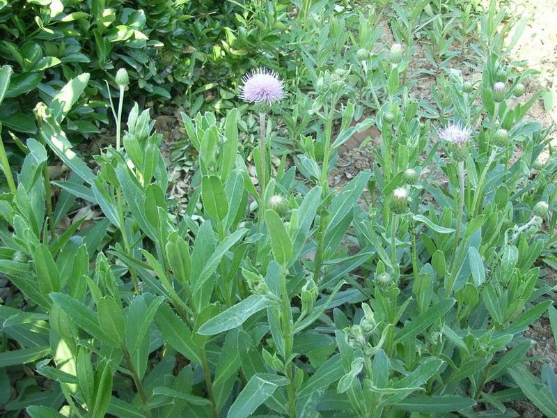 新鲜七七菜野生小蓟草刺菜大量有货欢迎订购