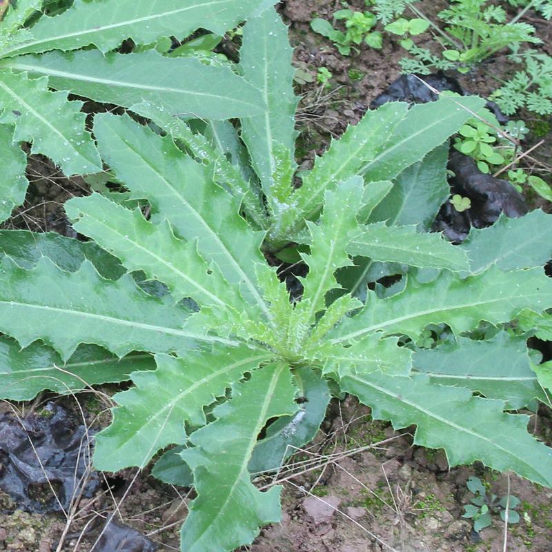 新鲜七七菜野生小蓟草刺菜大量有货欢迎订购