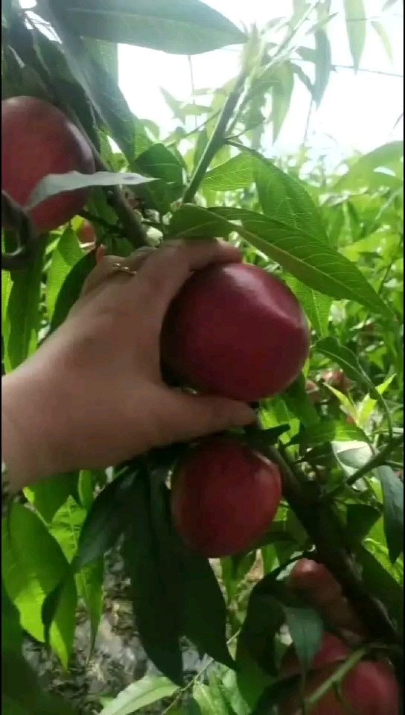 辽南油桃开始上市中需要老板电话联系大量供货