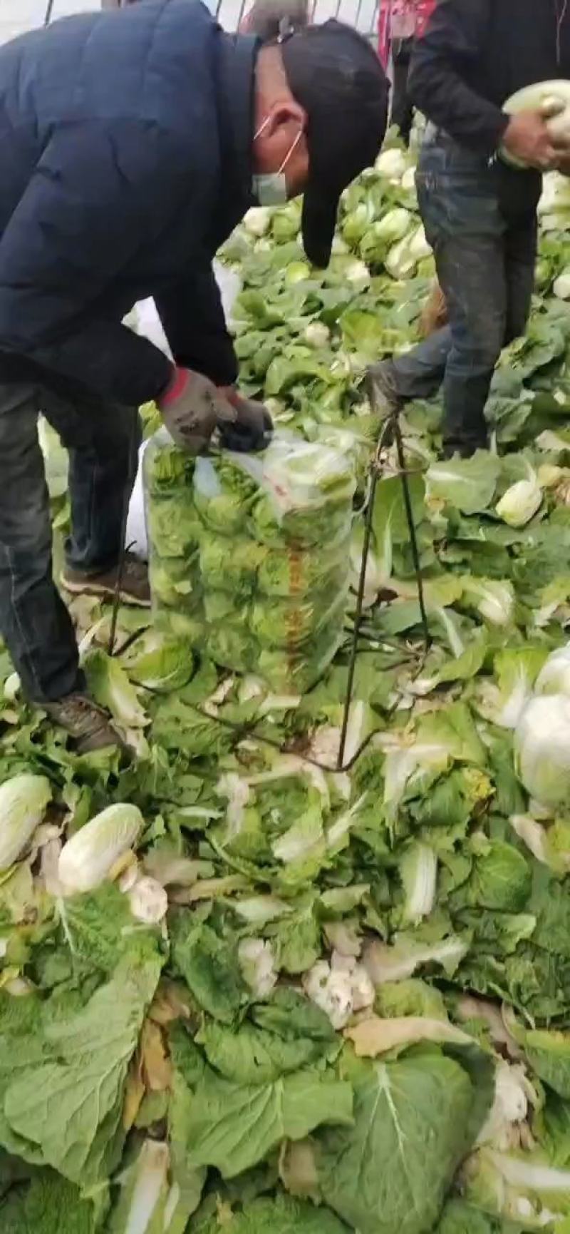 甘肃张掖娃娃菜大娃娃菜大量上市产地直销欢迎咨询