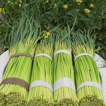 红帽蒜薹