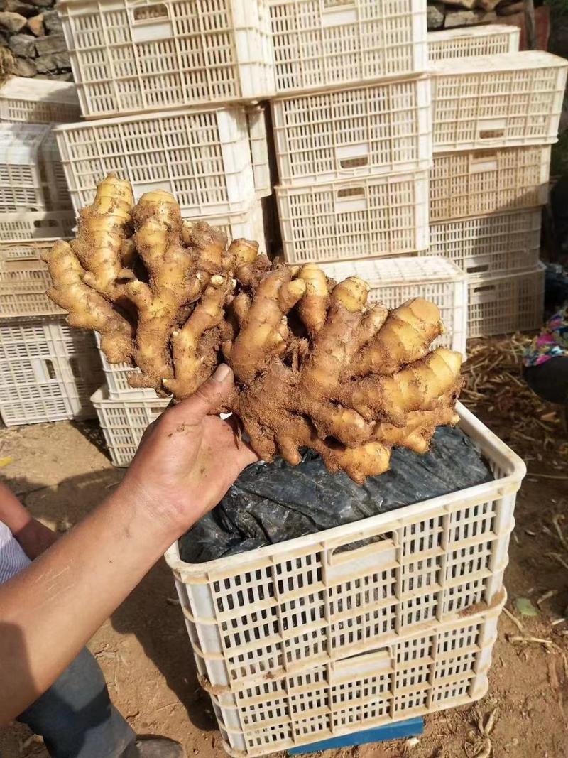 山东小黄姜产地直供一手货源保质保量价格便宜可发全国
