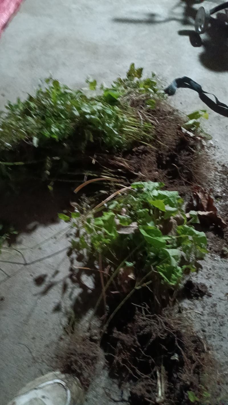 野生淫羊藿种苗现挖现发