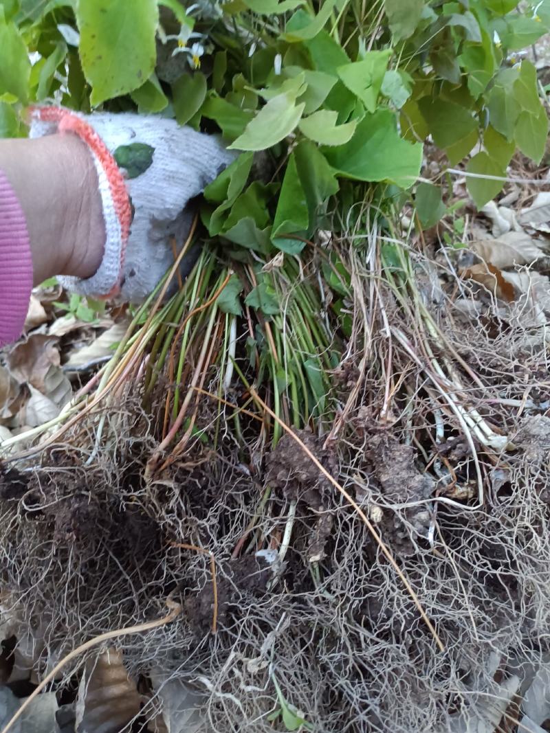 野生淫羊藿种苗现挖现发