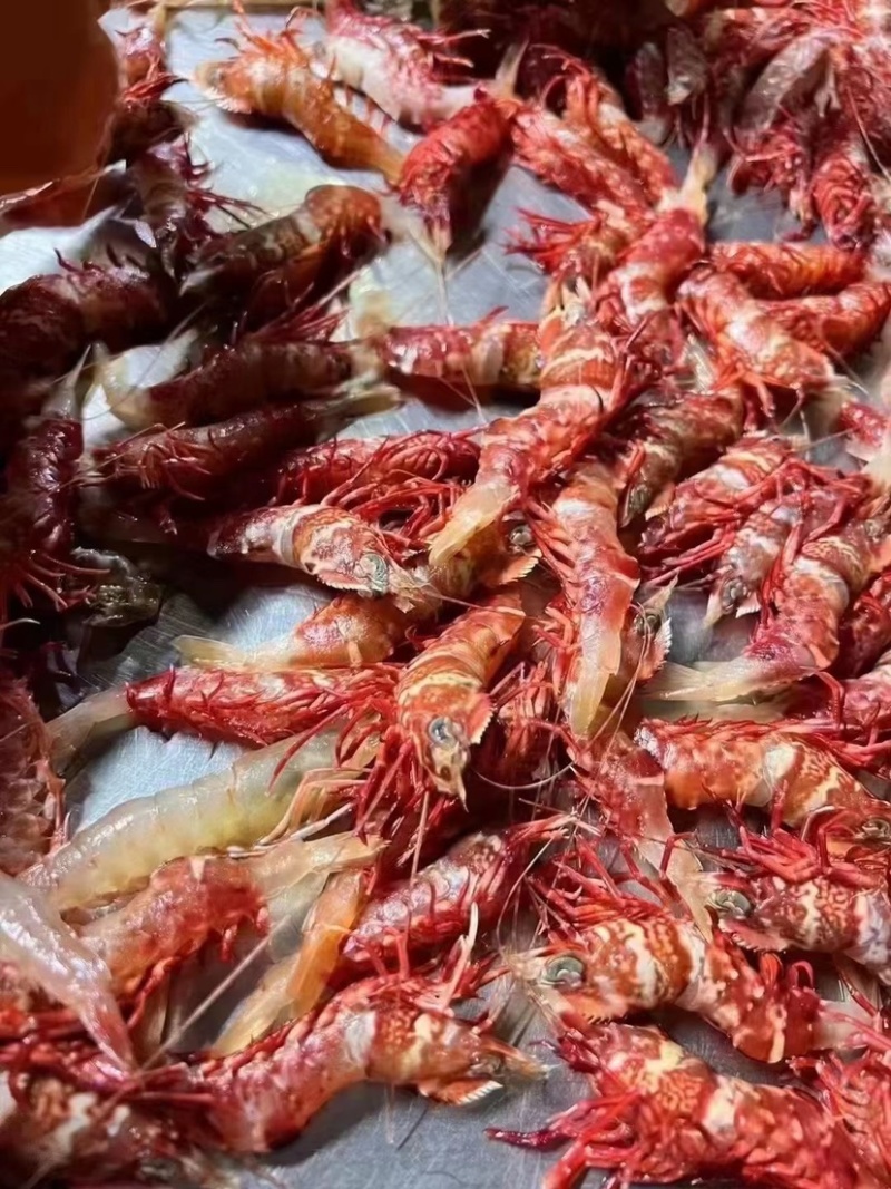 鸡冠虾高脊赤虾生腌白灼刺身品质社区团购餐饮批发