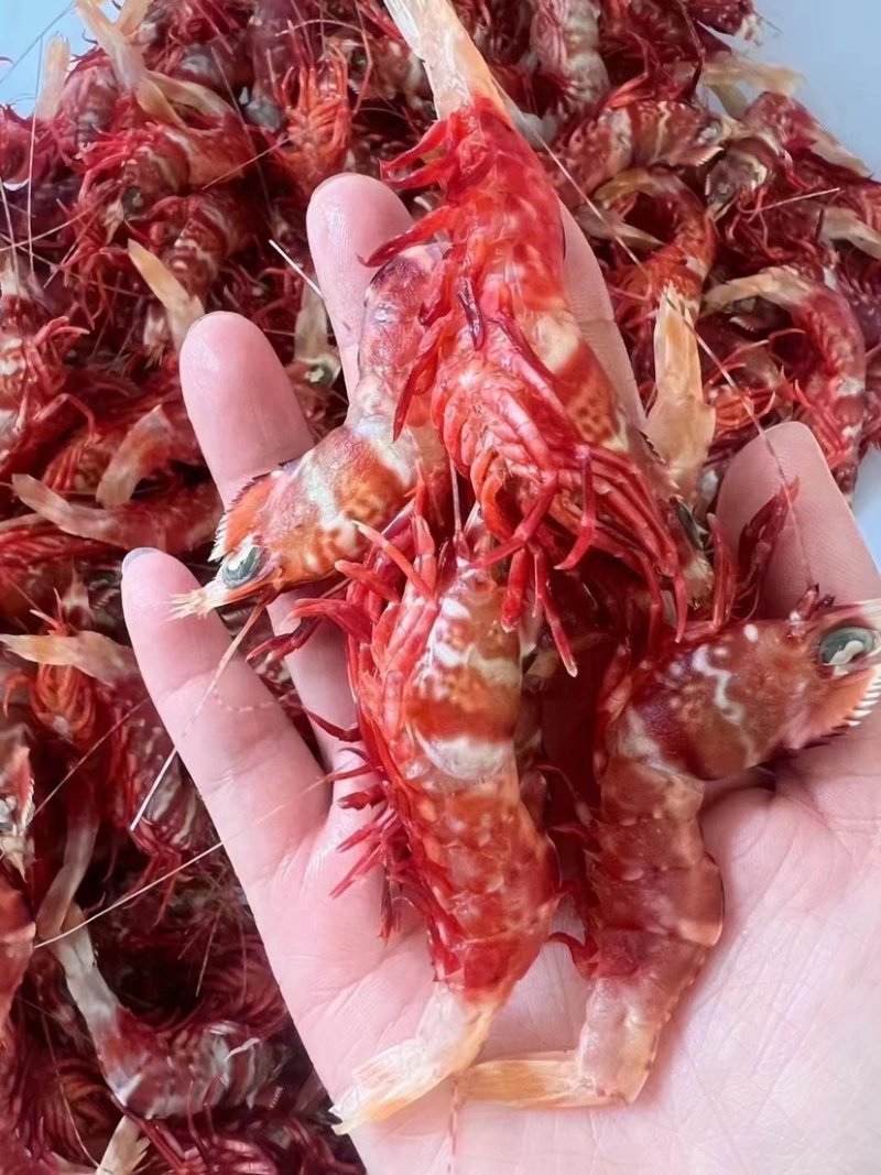 鸡冠虾高脊赤虾生腌白灼刺身品质社区团购餐饮批发