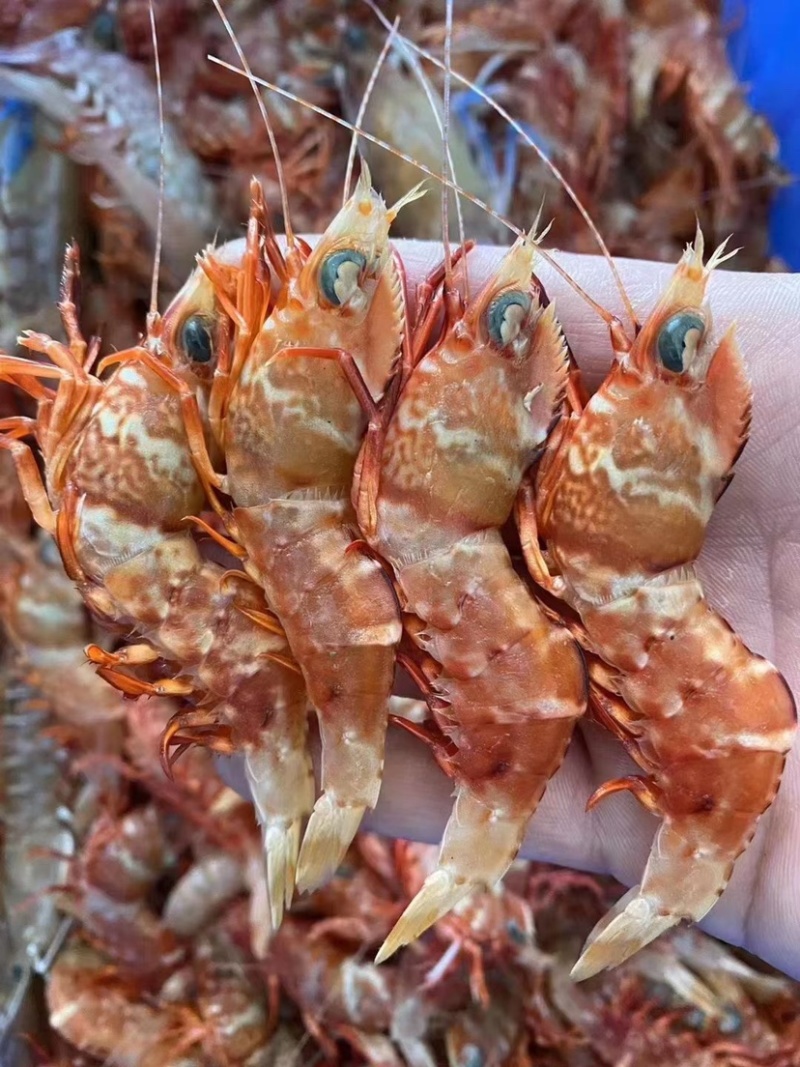 鸡冠虾高脊赤虾生腌白灼刺身品质社区团购餐饮批发
