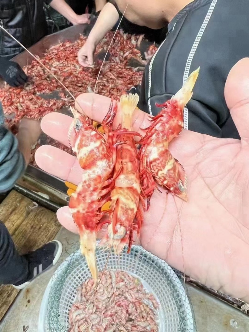 鸡冠虾高脊赤虾生腌白灼刺身品质社区团购餐饮批发