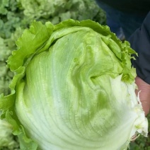 河北张家口坝上张北球生菜散叶生菜产地直发