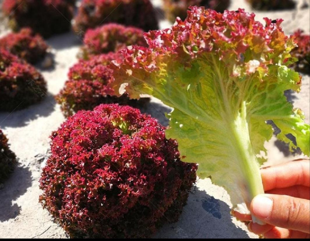 圆生菜与其他生菜对比图