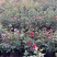 四川成都观花植物丰花月季/量大从优欢迎老板联系