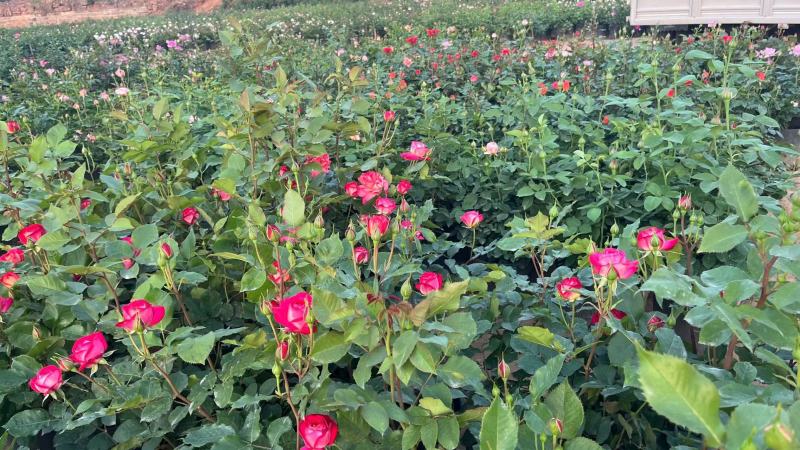 四川成都观花植物丰花月季/量大从优欢迎老板联系
