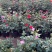 四川成都观花植物丰花月季/量大从优欢迎老板联系